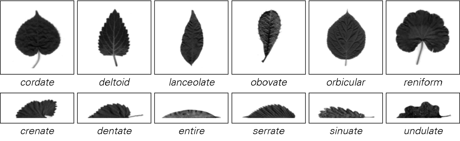Leaf shapes image 2